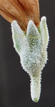  Calyx